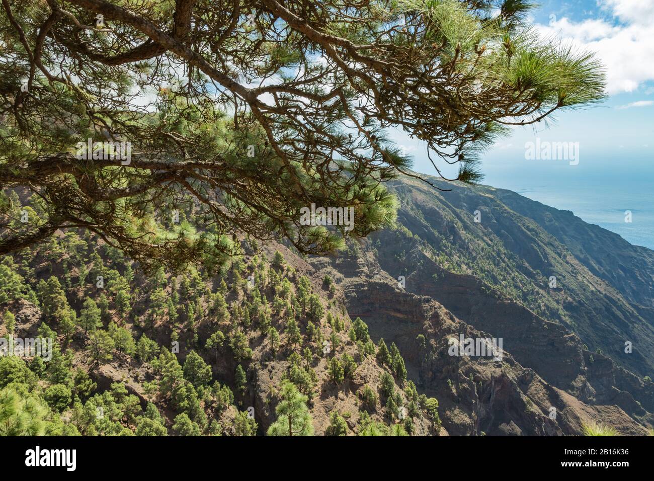 Mirador de Las Playas liegt im Kiefernwald auf der Insel El Hierro. Spektakuläre Ausblicke vom Punkt über den Wolken. Kanarische Inseln, Spanien Stockfoto