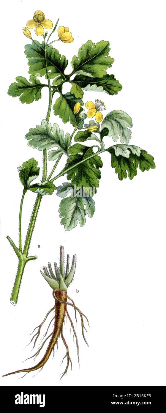 Greater celandine, Chelidonium majus, Schöllkraut, Grande Chélidoine, (Botanik-Buch, 1909) Stockfoto