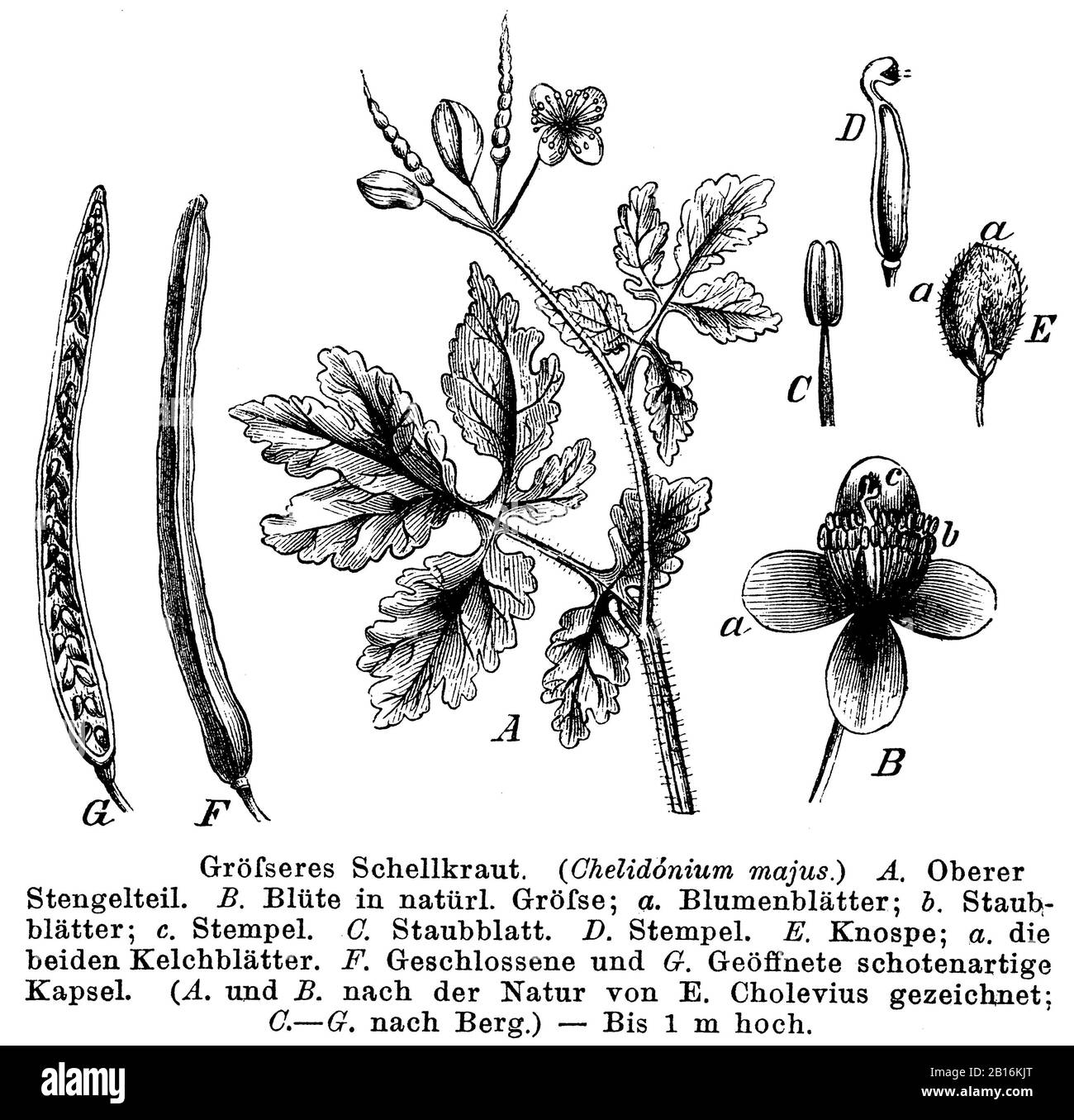 Greater celandine, Chelidonium majus, Größeres Schöllkraut, Grande Chélidoine, anonym (Botanik-Buch, 1884er) Stockfoto