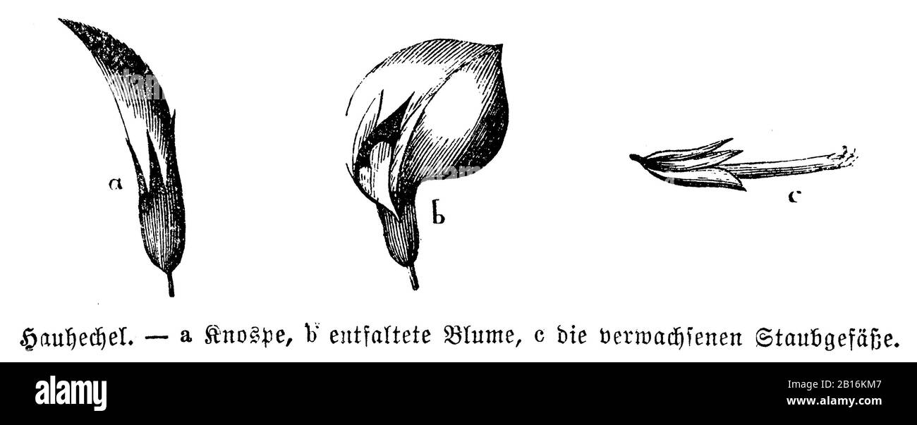 Restharrow, Ononis spinosa, Hauhechel: Blüte, Bugrane épineuse, anonym (Biologiebuch, 1878) Stockfoto