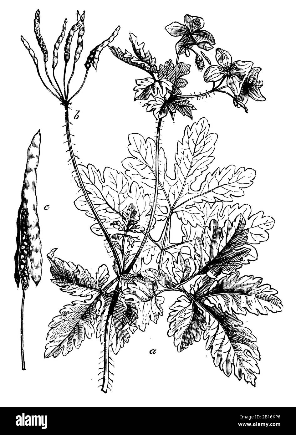 Greater celandine, Chelidonium majus, Schöllkraut, Grande Chélidoine, (Botanik-Buch, 1898) Stockfoto