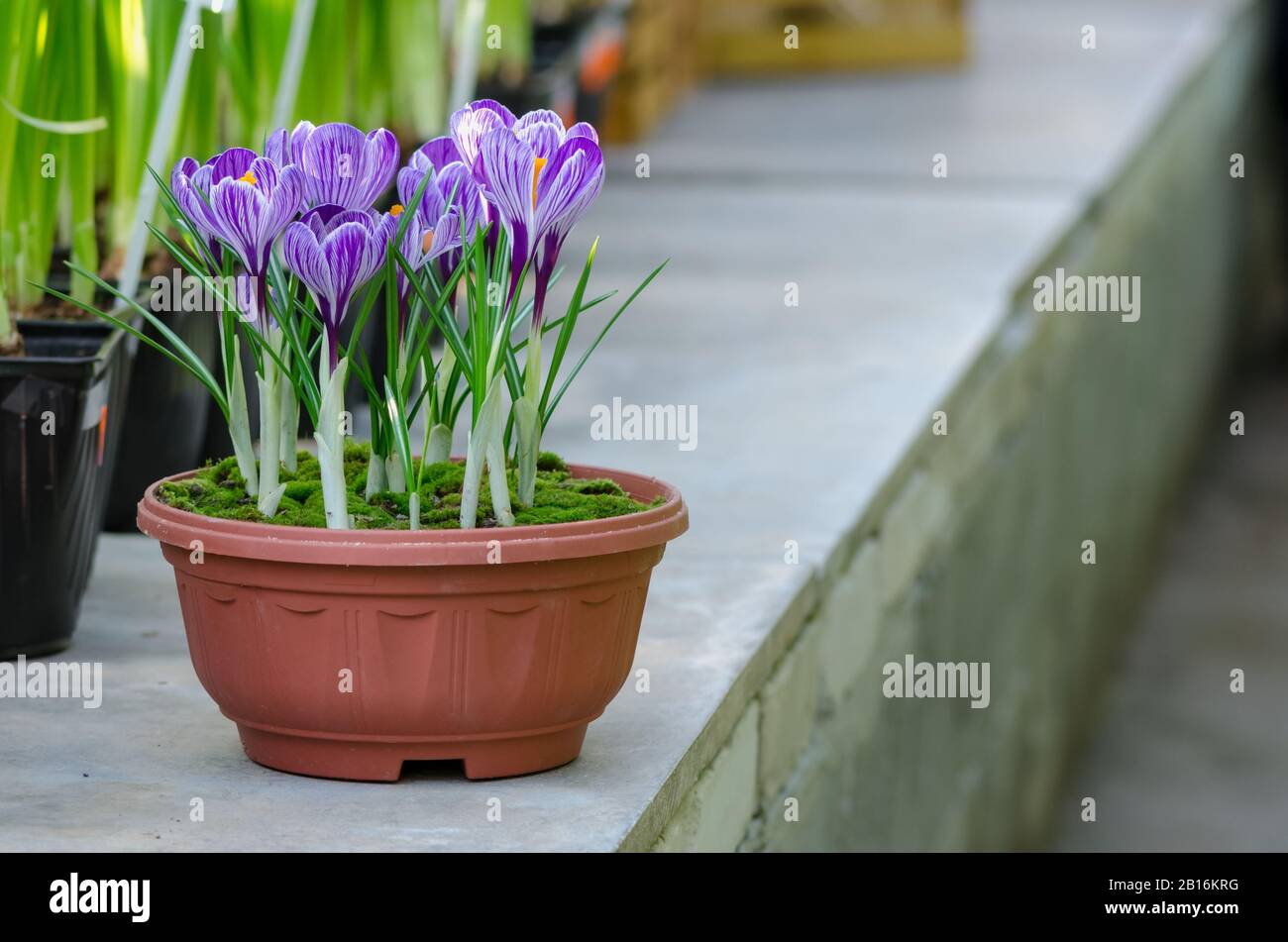 Garten-Blumentopf mit Frühlings-Krokuchen im Gewächshaus. Stockfoto