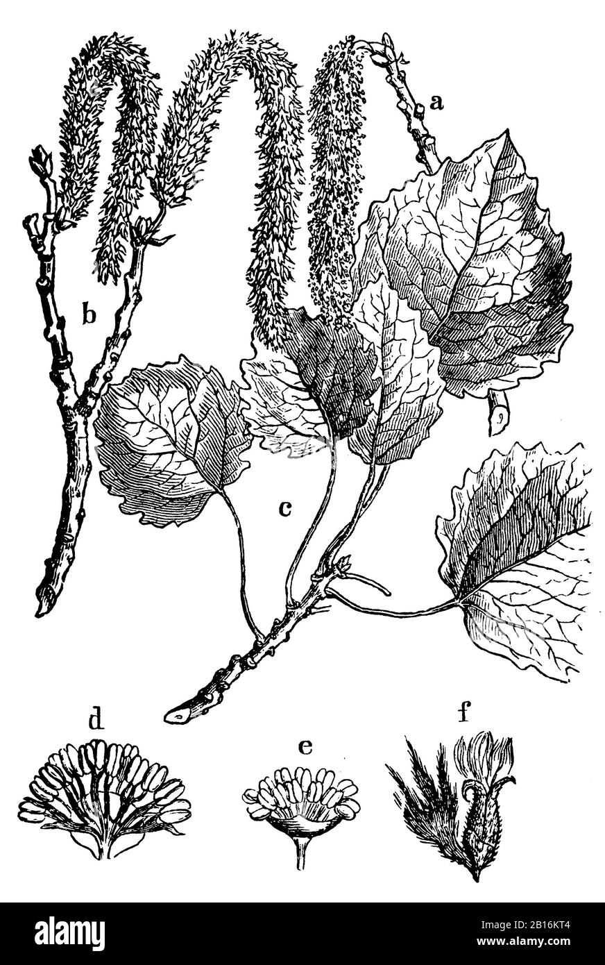 Aspen, Populus tremula, Zitterpappel, Tremble, (Botanikbuch, 1898) Stockfoto