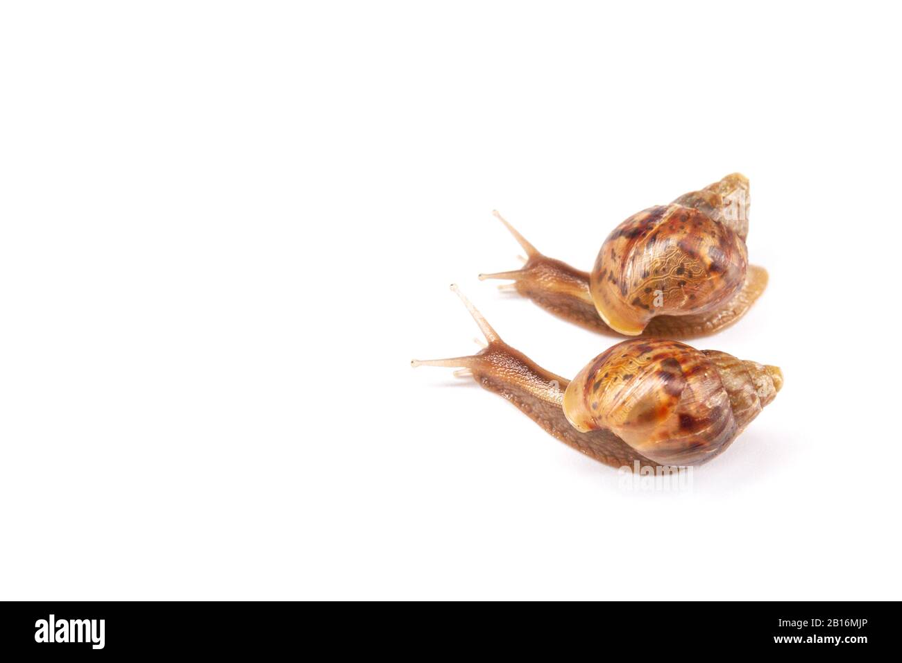 Zwei Schnecken krabbeln auf weißem Grund Stockfoto