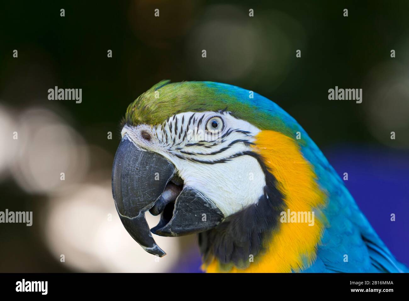 Macaw-Porträt. Schönheit der Natur. Rettet die Erde Stockfoto