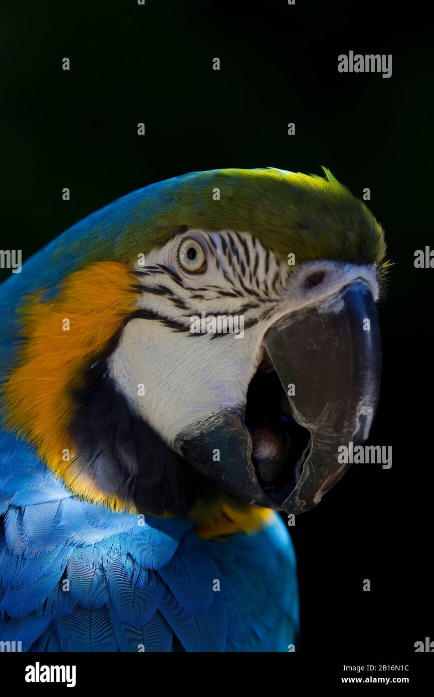 Macaw-Porträt. Schönheit der Natur. Rettet die Erde Stockfoto