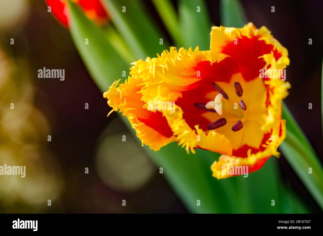 Gartentulpen in der Frühlingsonne im Gewächshaus. Stockfoto