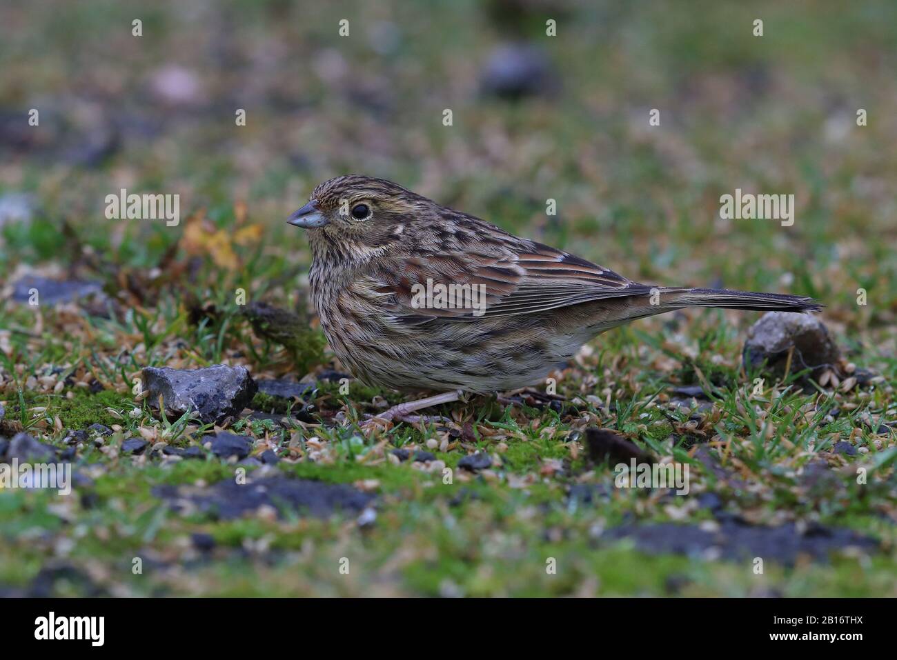 Rundbuntings an der Einspeisestelle in Broadsands Stockfoto