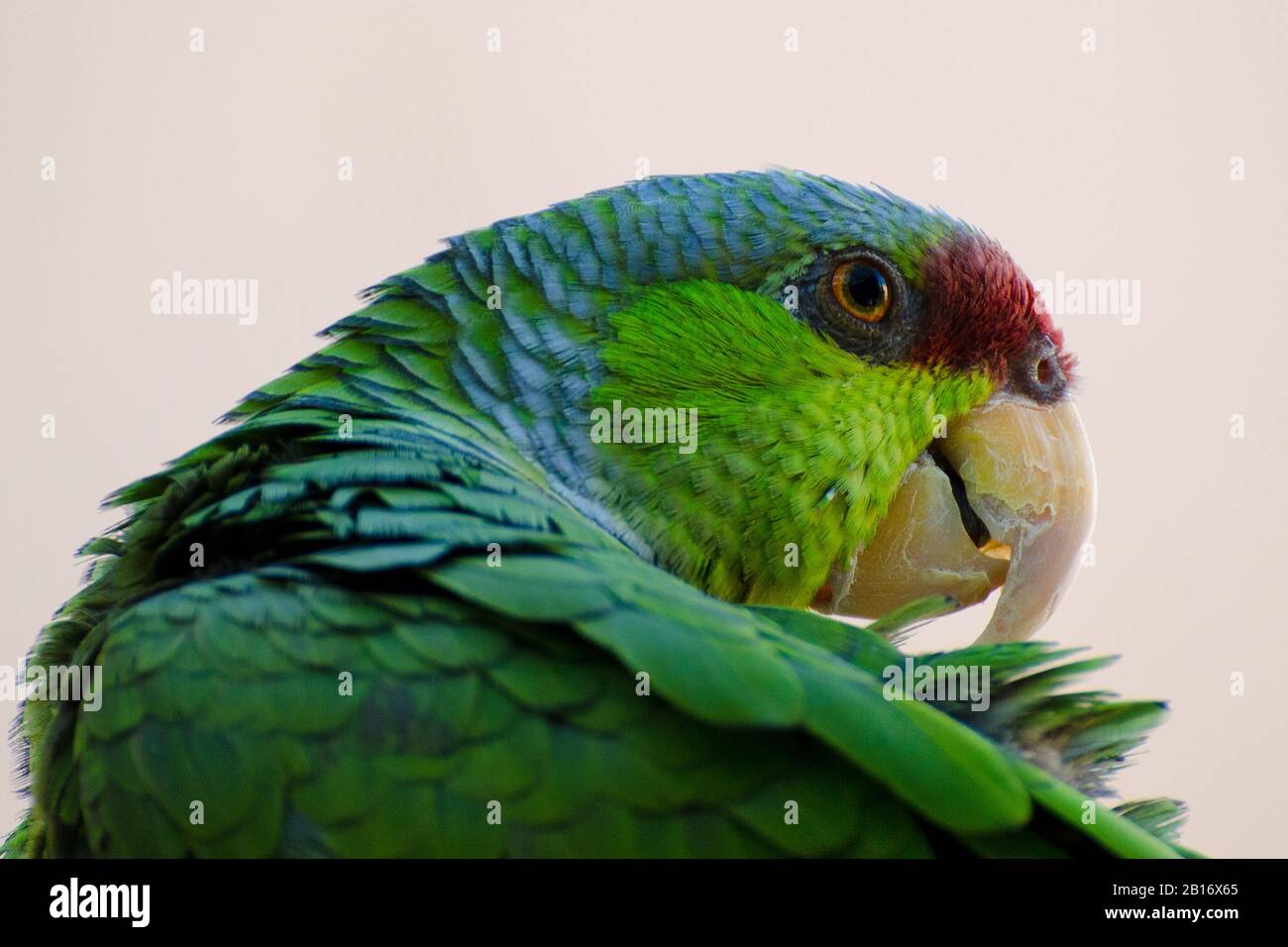 Lilakenbekrönter Amazonas-Papagei Preening und Grooming Stockfoto