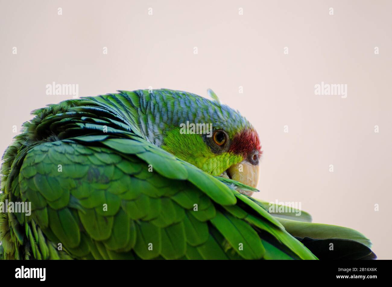 Lilakenbekrönter Amazonas-Papagei Preening und Grooming Stockfoto