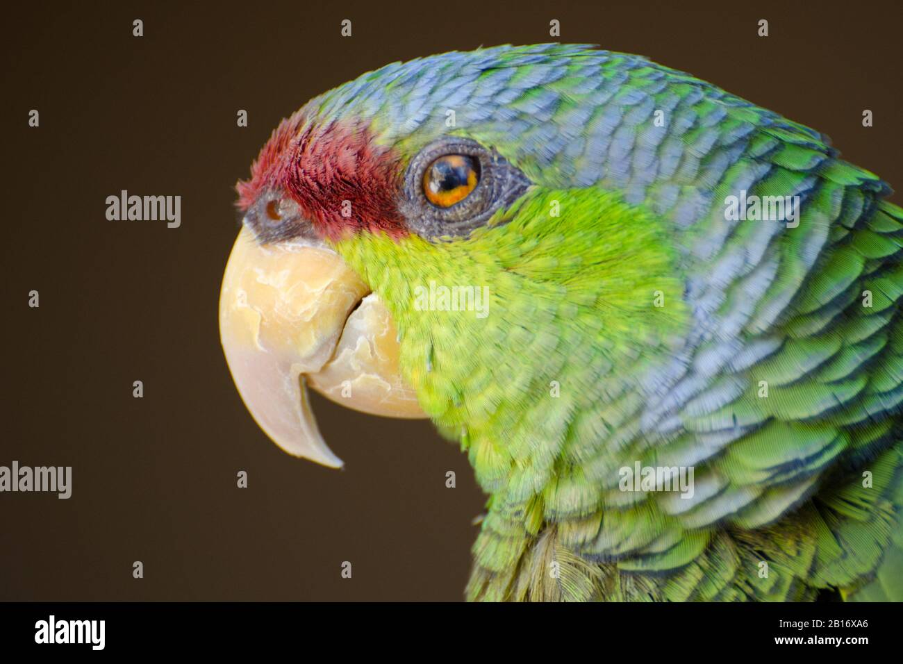 Lilakenbekrönter Amazon-Papagei Schließt Porträt Stockfoto