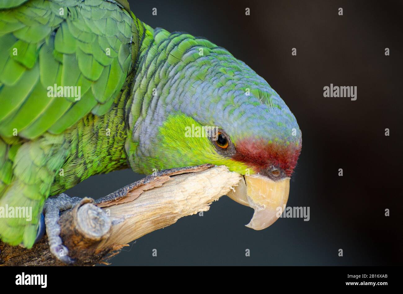 Lilakenbekrönter Amazonas-Papagei, Der Durch Kratzen Stöhnt Stockfoto