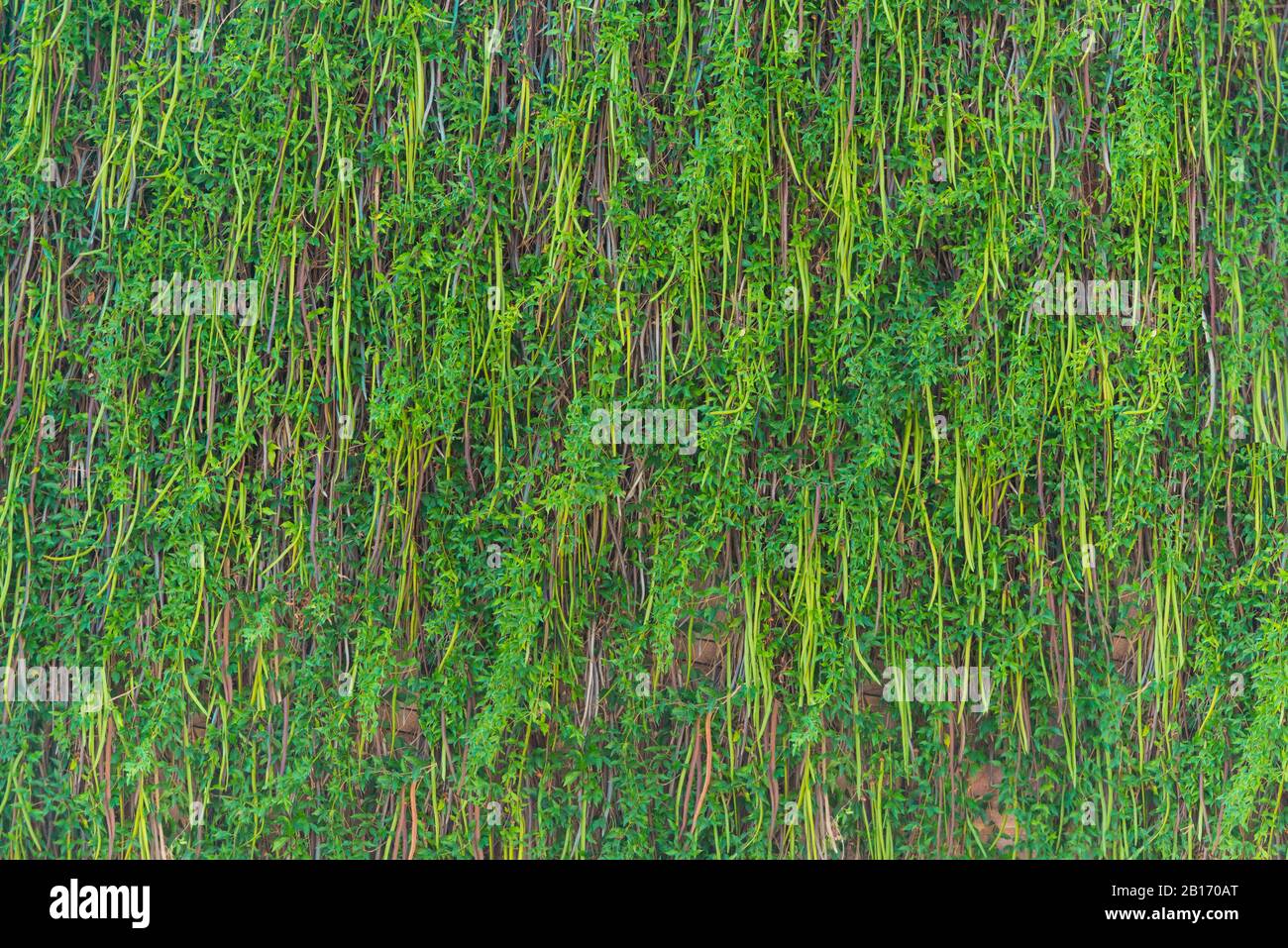 Vertikale Gartenrasen-Wandverkleidung im Außenbereich des Hauses demonstriert umweltfreundliche Bautechniken und umweltverträgliche Gestaltung Stockfoto
