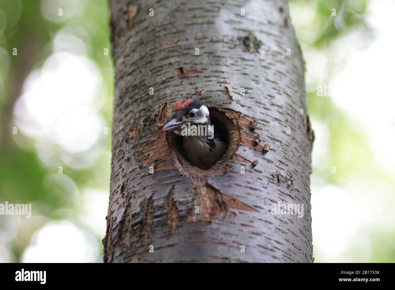 Kükenspecht sieht aus einer Mulde. Vögel Stockfoto