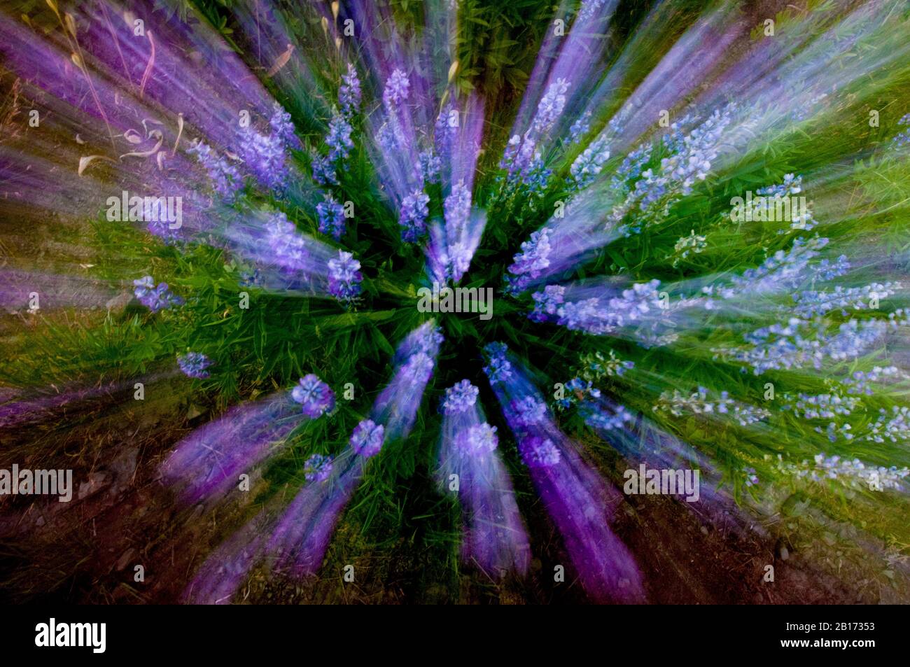 Dieses Bild eines Lupinenfleckens wurde durch Zoomen eines Weitwinkel-Zoomobjektivs direkt über der Anlage erstellt Stockfoto