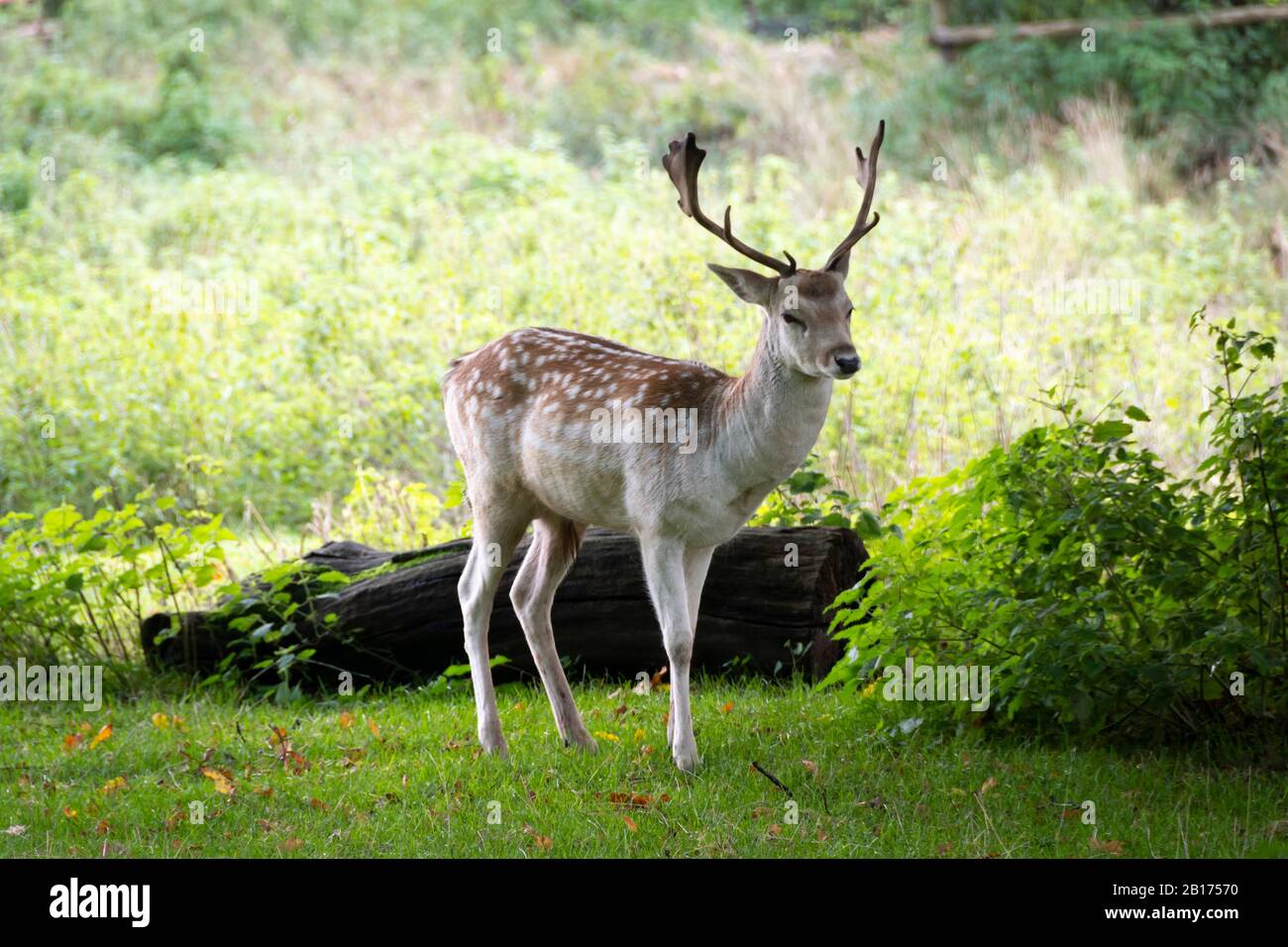 Fallow Deer at Bradgate Park, Charnwood Forest, Leicestershire, England, Stockfoto