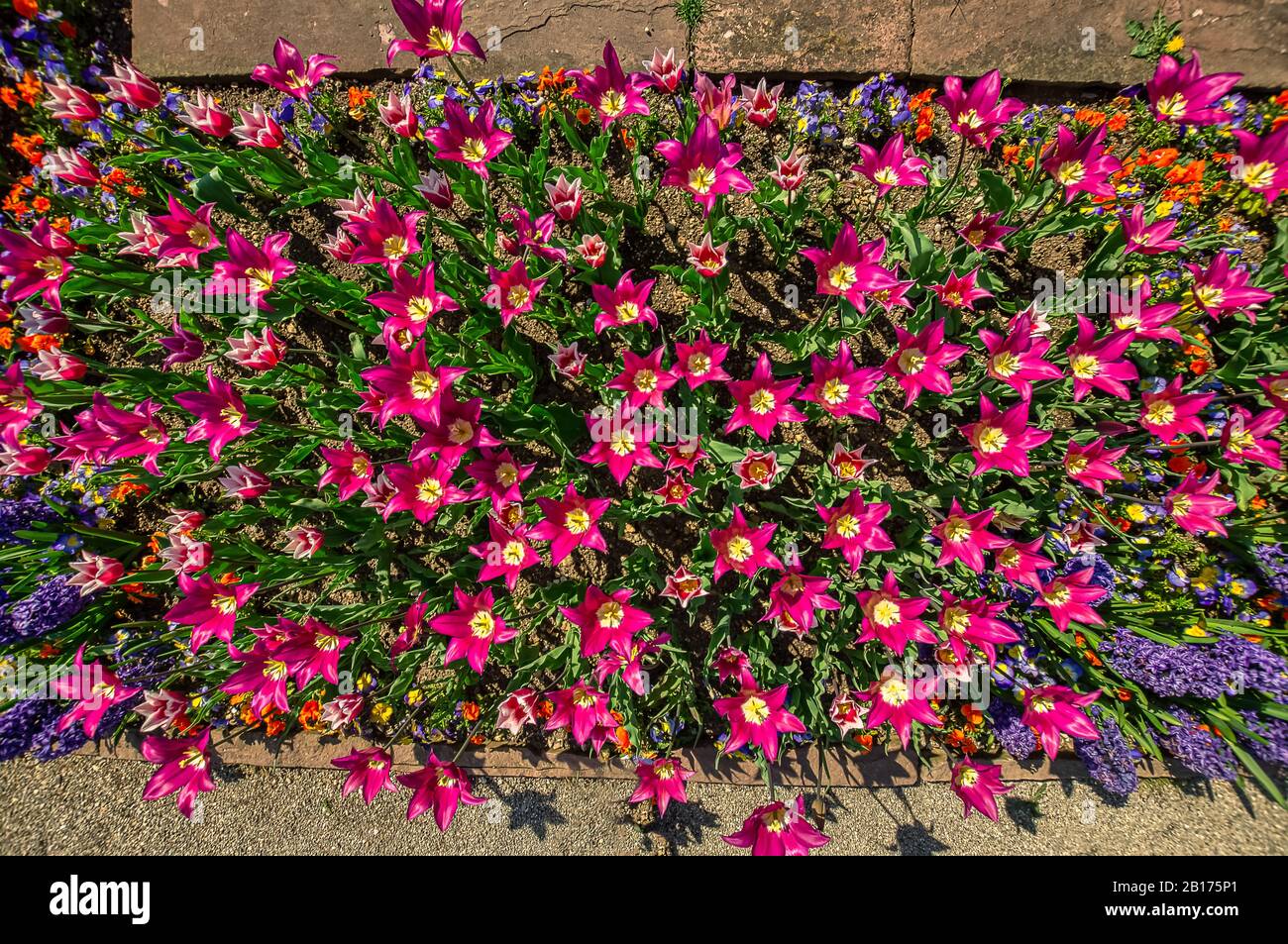 Blumenbeet mit bunten roten Blumen, Draufsicht Stockfoto