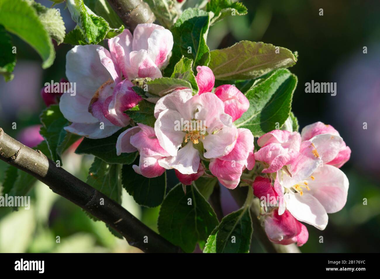 Eine Nahaufnahme der Blüte an einem Jakobus-Grieve-Apfelbaum (Malus Domestica) in Sunshine Stockfoto