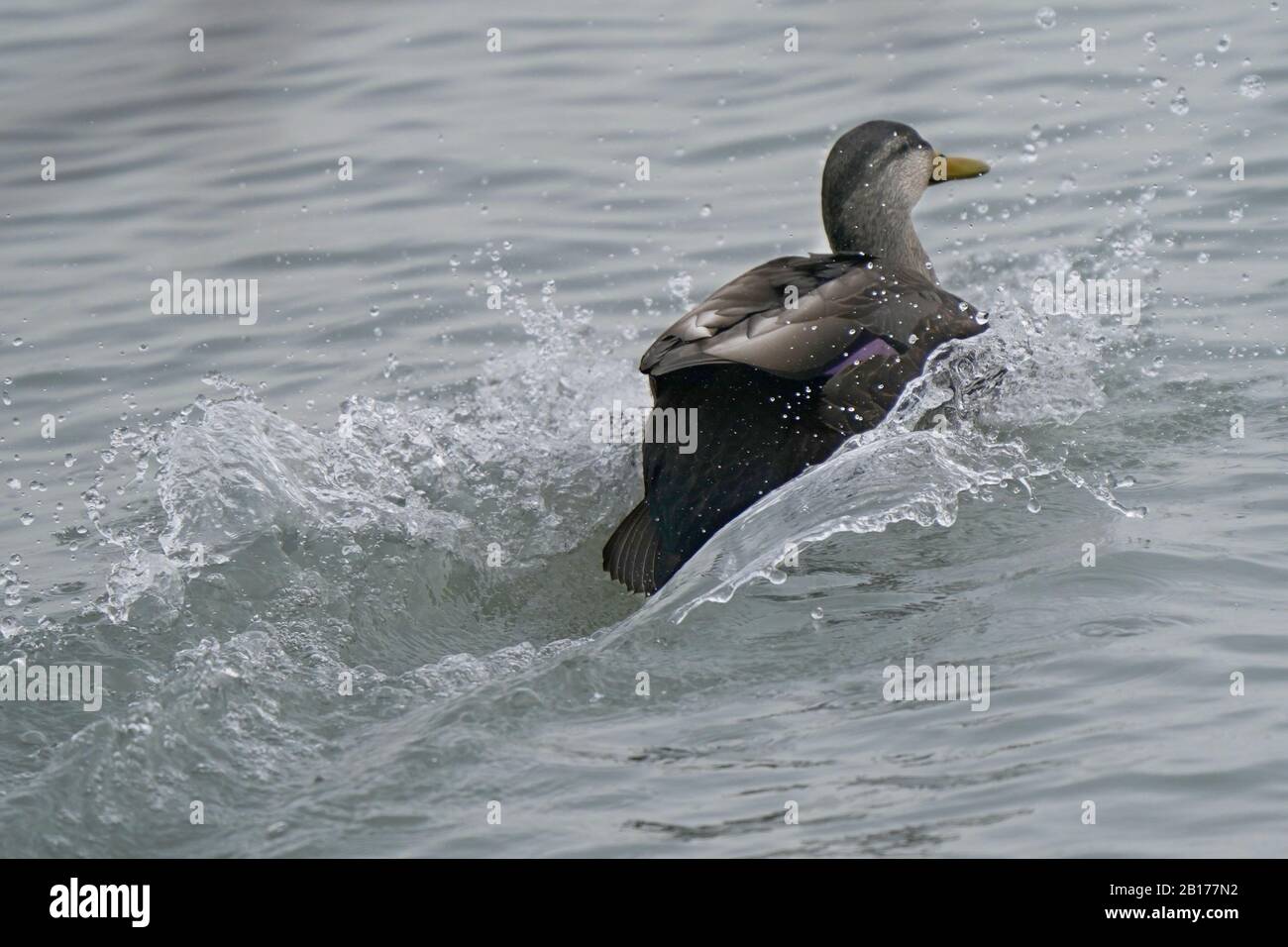 Schwarze Enten landen im Wasser Stockfoto