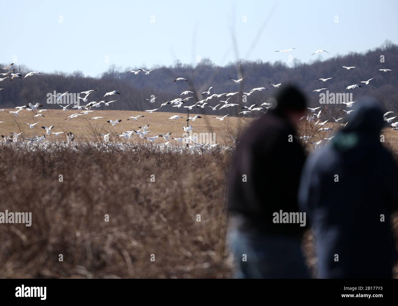 New York, USA. Februar 2020. Am 22. Februar 2020 beobachten die Menschen Schnee-Gänse im Middle Creek Wildlife Management Area im Lancaster County, Pennsylvania, USA. Tausende von Vogelbeobachtern schwärmten am Samstag in die Middle Creek Wildlife Management Area, um wandernde Schneegänse zu beobachten. Credit: Qin Lang/Xinhua/Alamy Live News Stockfoto
