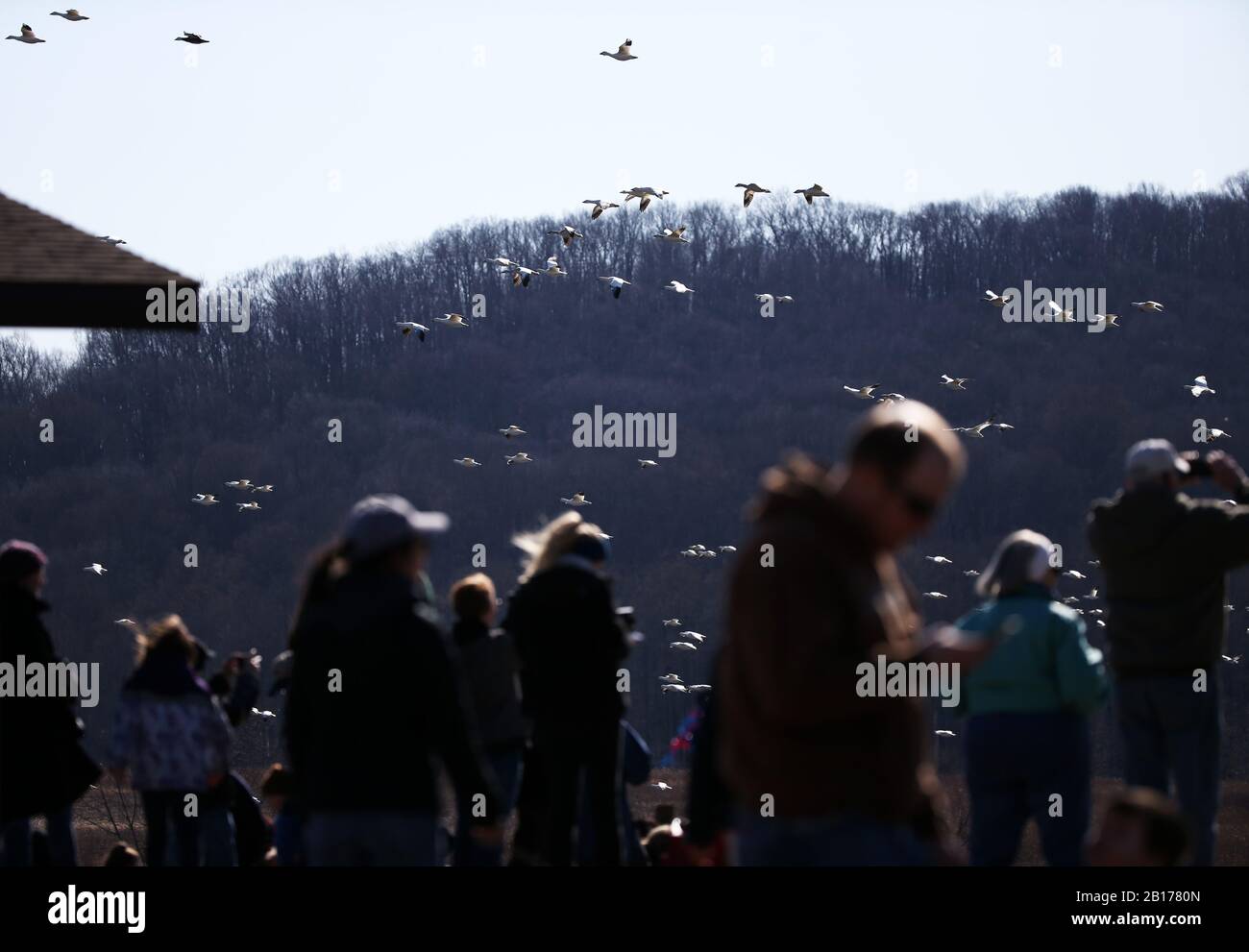 New York, USA. Februar 2020. Am 22. Februar 2020 beobachten die Menschen Schnee-Gänse im Middle Creek Wildlife Management Area im Lancaster County, Pennsylvania, USA. Tausende von Vogelbeobachtern schwärmten am Samstag in die Middle Creek Wildlife Management Area, um wandernde Schneegänse zu beobachten. Credit: Qin Lang/Xinhua/Alamy Live News Stockfoto