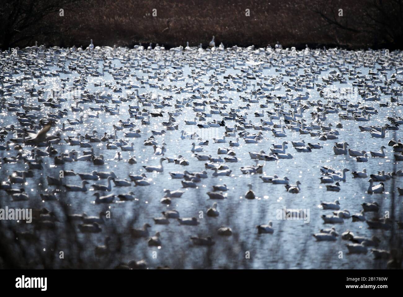New York, USA. Februar 2020. Am 22. Februar 2020 werden Schnee-Gänse im Middle Creek Wildlife Management Area im Lancaster County, Pennsylvania, USA, beobachtet. Tausende von Vogelbeobachtern schwärmten am Samstag in die Middle Creek Wildlife Management Area, um wandernde Schneegänse zu beobachten. Credit: Qin Lang/Xinhua/Alamy Live News Stockfoto