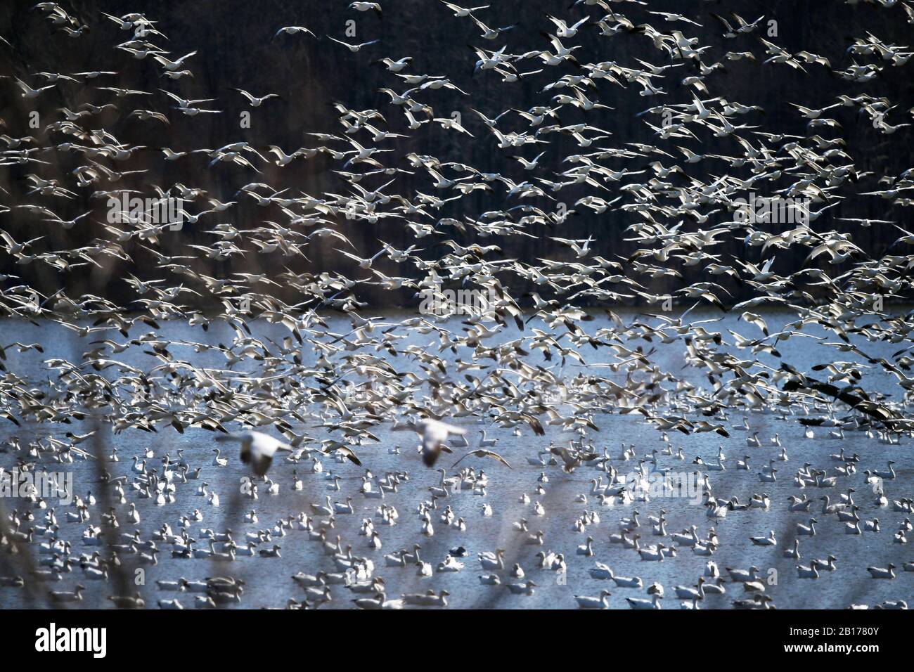 New York, USA. Februar 2020. Am 22. Februar 2020 werden Schnee-Gänse im Middle Creek Wildlife Management Area im Lancaster County, Pennsylvania, USA, beobachtet. Tausende von Vogelbeobachtern schwärmten am Samstag in die Middle Creek Wildlife Management Area, um wandernde Schneegänse zu beobachten. Credit: Qin Lang/Xinhua/Alamy Live News Stockfoto
