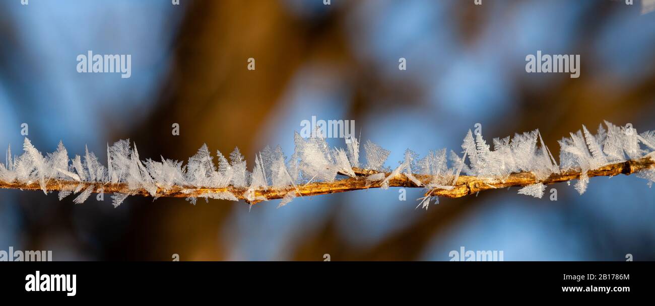 Wisconsin Baumzweig an einem Februar Morgen mit Hoarfrost bedeckt, Panorama Stockfoto