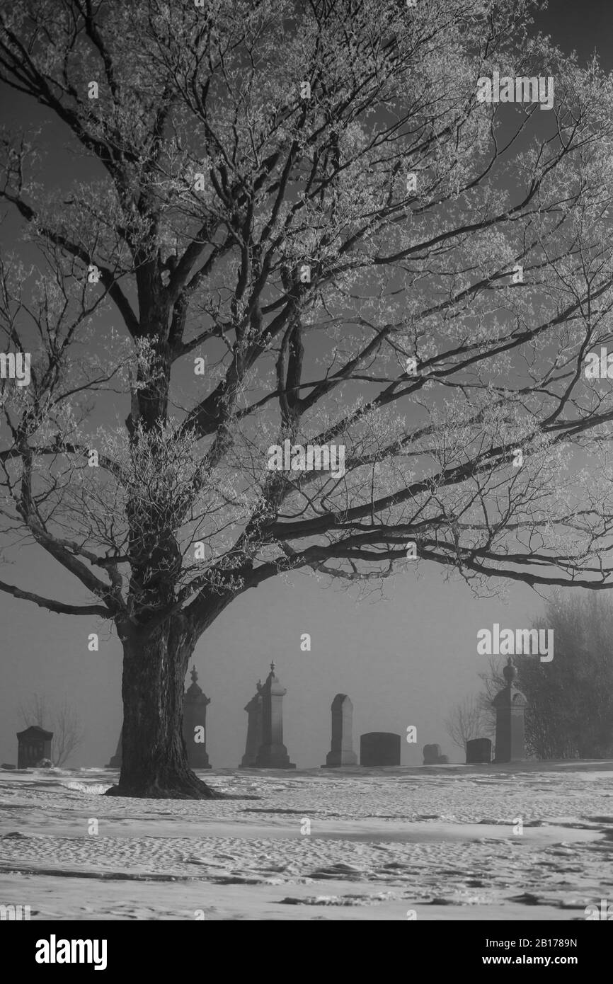 Nebeliger Wintermorgen auf einem Friedhof mit Hochfrost an den Bäumen, schwarz-weiß vertikal Stockfoto