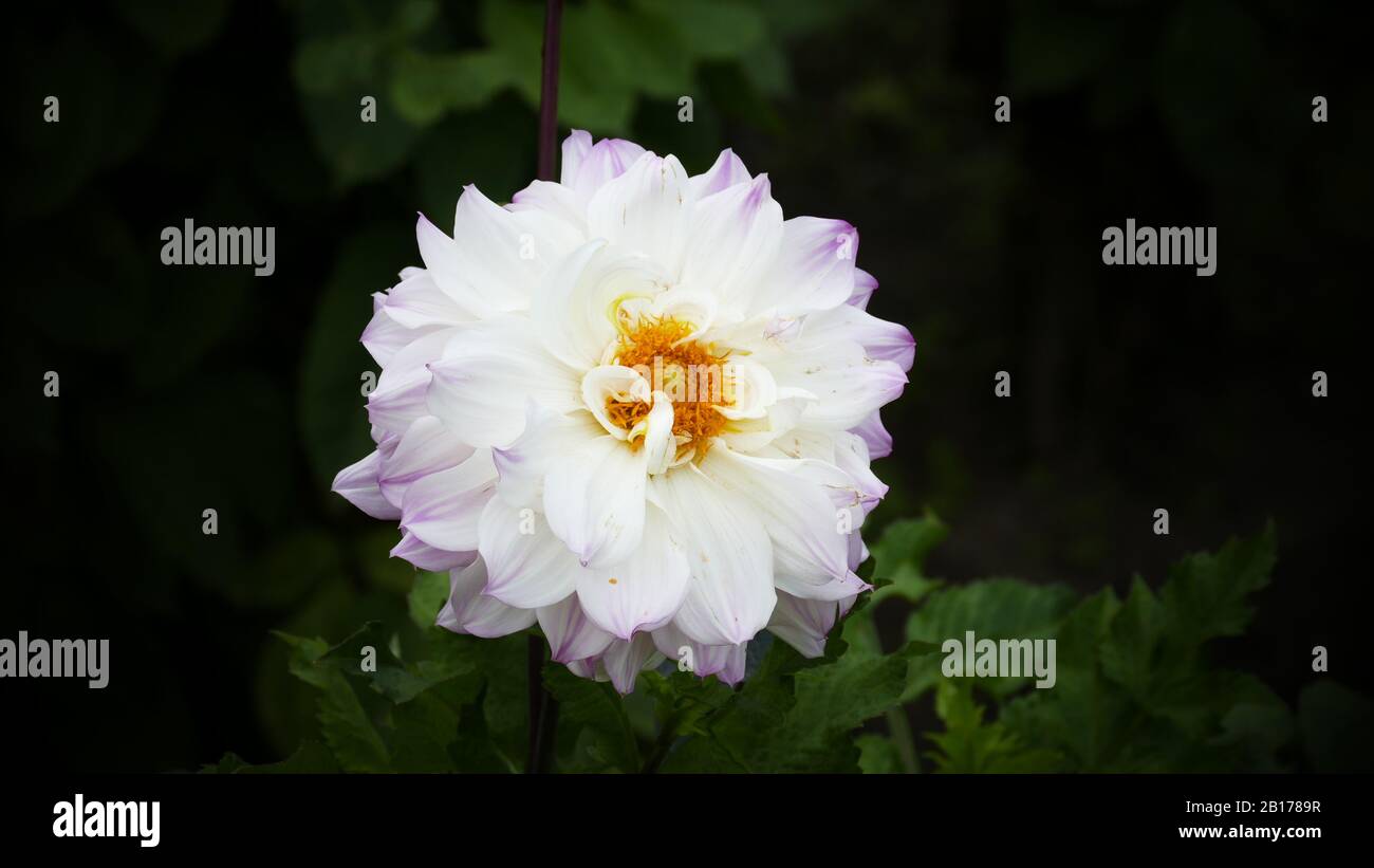 Die schönen und schönen Dahlien im Garten Stockfoto