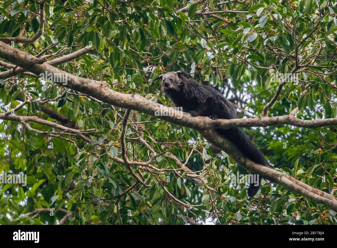 Bärenkatze binturong (Arctictis binturong) sitzt auf einem Ast in einem Baum, Thailand, Chang Wat Prachin Buri Stockfoto