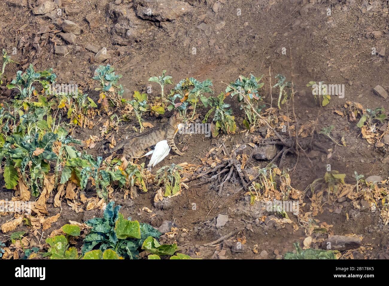 Hauskatze, Hauskatze (Felis silvestris f. Catus), mit Beute in einem Gemüsepflaster, Seitenansicht, Kapverdische Inseln Stockfoto