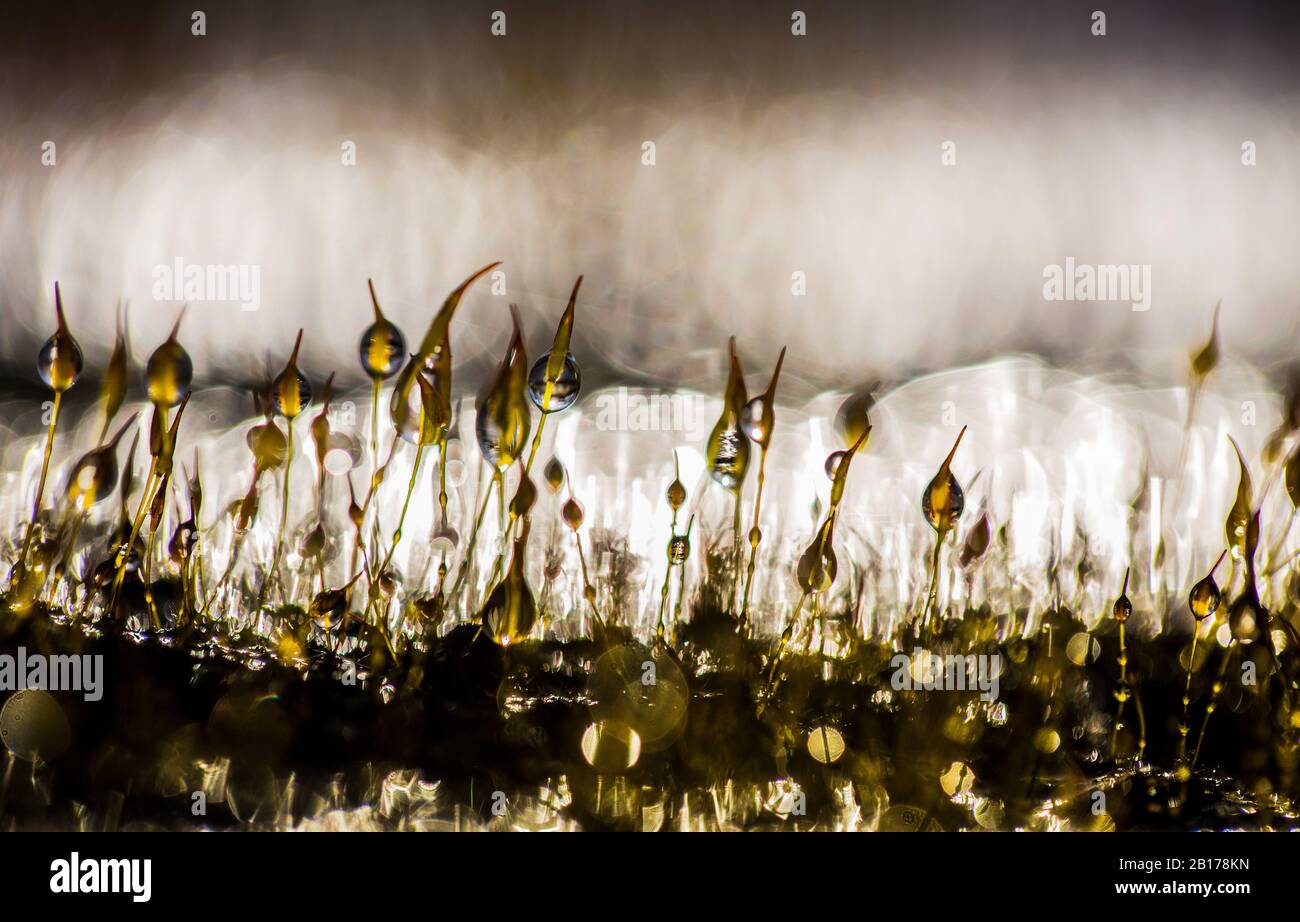 Wandschraubenmoos (Tortula muralis), Kissen mit Wassertropfen, Niederlande, Frisia Stockfoto