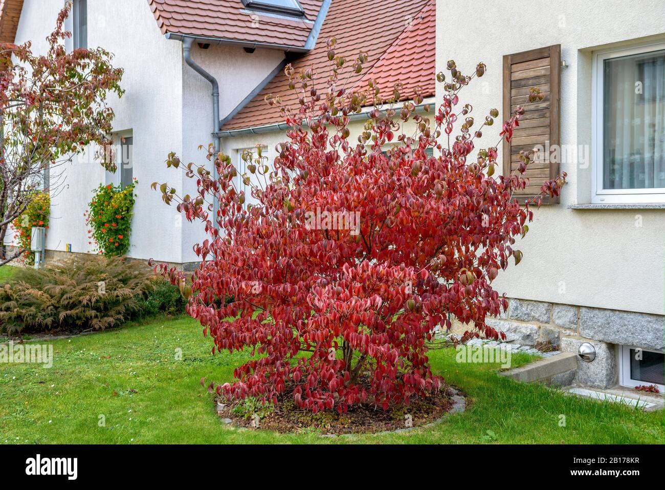 Blühendes Dogwood, amerikanisches Buchsholz (Cornus florida), im Herbstblatt, Deutschland Stockfoto