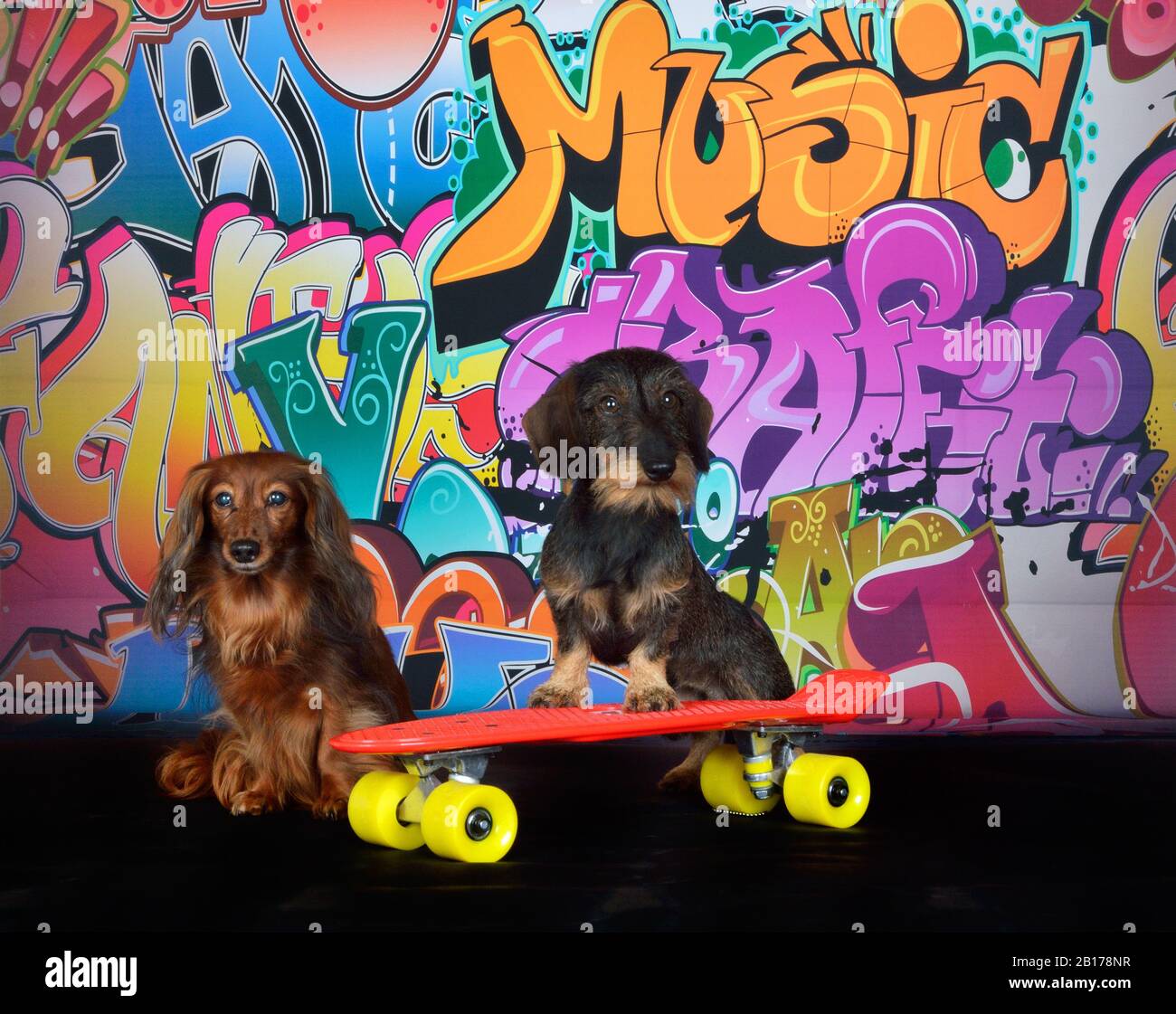 Drahthaariger Dachshund, Drahthaariger Wursthund, Haushund (Canis lupus f. familiaris), zwei coole Dachshunde mit Skateboard vor einer Graffitiwand, Vorderansicht Stockfoto