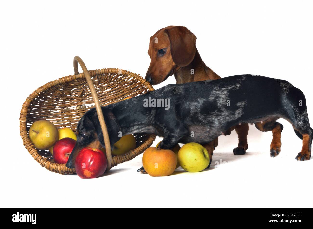 Kurzhaariger Dachshund, Kurzhaariger Wursthund, Haushund (Canis lupus f. familiaris), zwei Dachshunde, die kurioserweise in einen apfelkorb blicken Stockfoto