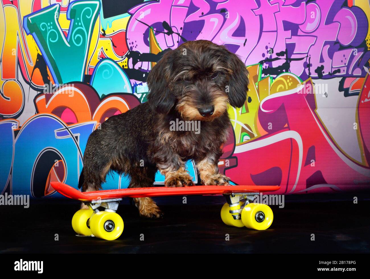 Drahthaariger Dachshund, Drahthaariger Wursthund, Haushund (Canis lupus f. familiaris), kühler männlicher Drahthaariger Dachshund mit Skateboard vor einer Graffitiwand, Vorderansicht Stockfoto