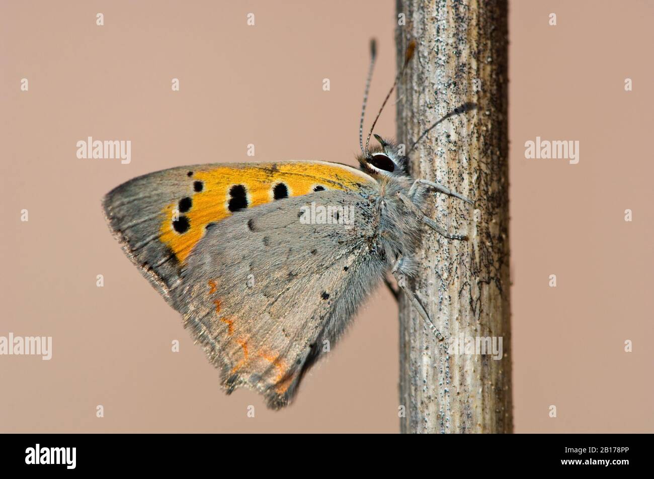 Kleines Kupfer (Lycaena phlaeas, Chrysophanus phlaeas), Seitenansicht, Griechenland, Lesbos Stockfoto