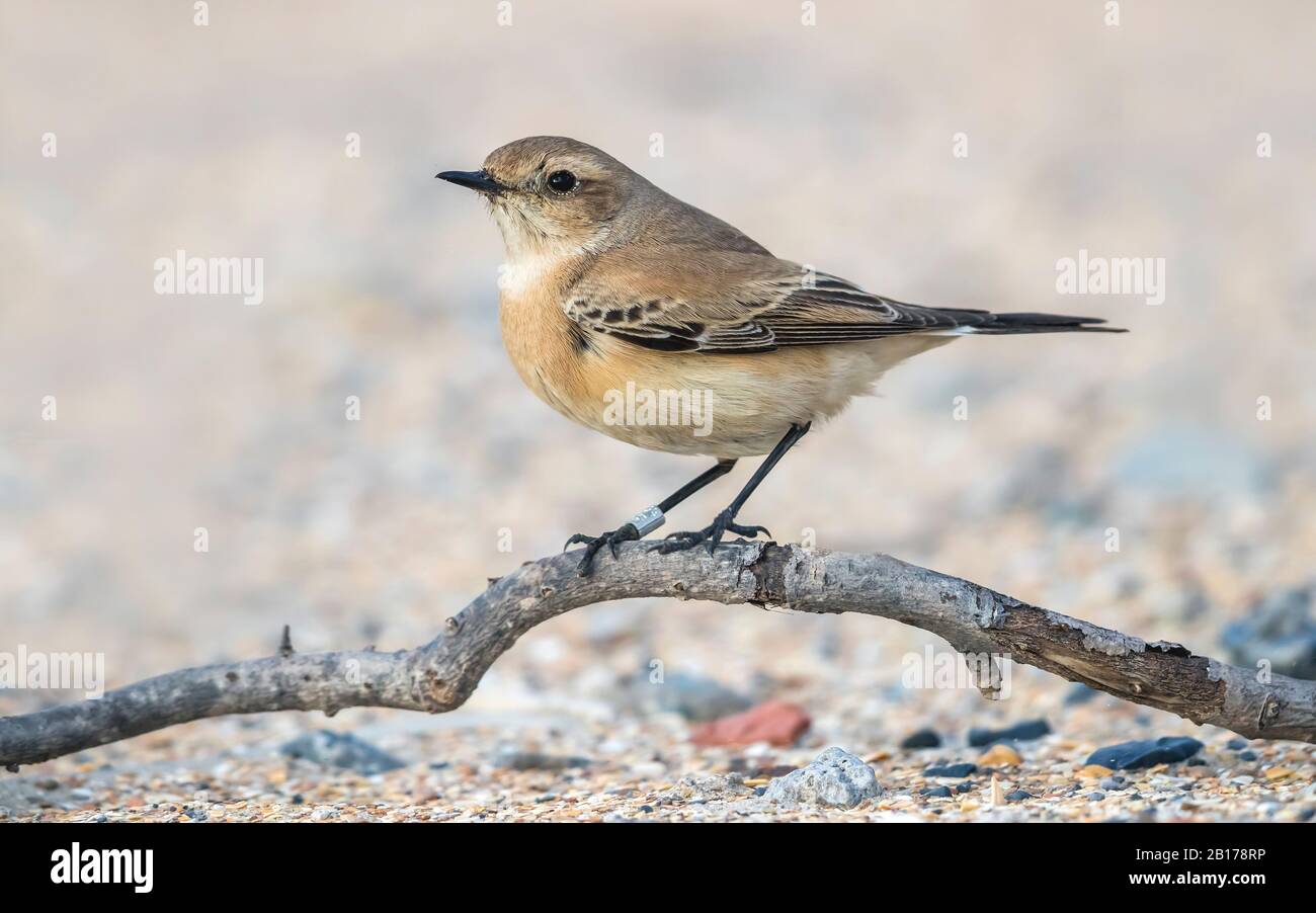 Desert wheatear (Oenanthe deserti), weiblich auf dem Sand sitzend, Belgien, Flandern Stockfoto