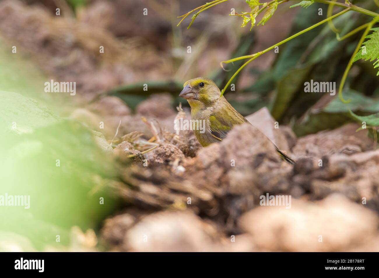 Balkan-Greenfinch (Carduelis chloris muhlei, Carduelis muhlei), am Boden sitzend, Türkei Stockfoto