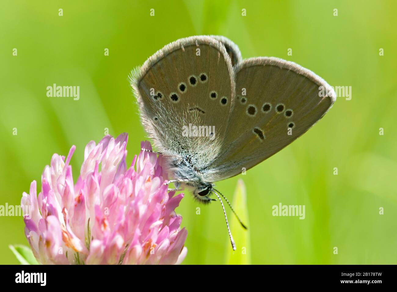 Mazarinblau (Polyommatus semiargus, Cyaniris semiargus), auf Klee, Trifolium pratense, Deutschland, Nordrhein-Westfalen, Eifel Stockfoto