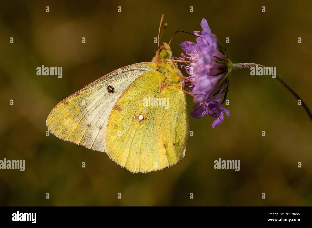 Bergers getrübtes Gelb (Colias australis, Colias alfacariensis) saugt Nektar an einer Fliederblüte, Seitenansicht, Deutschland, Nordrhein-Westfalen, Eifel Stockfoto