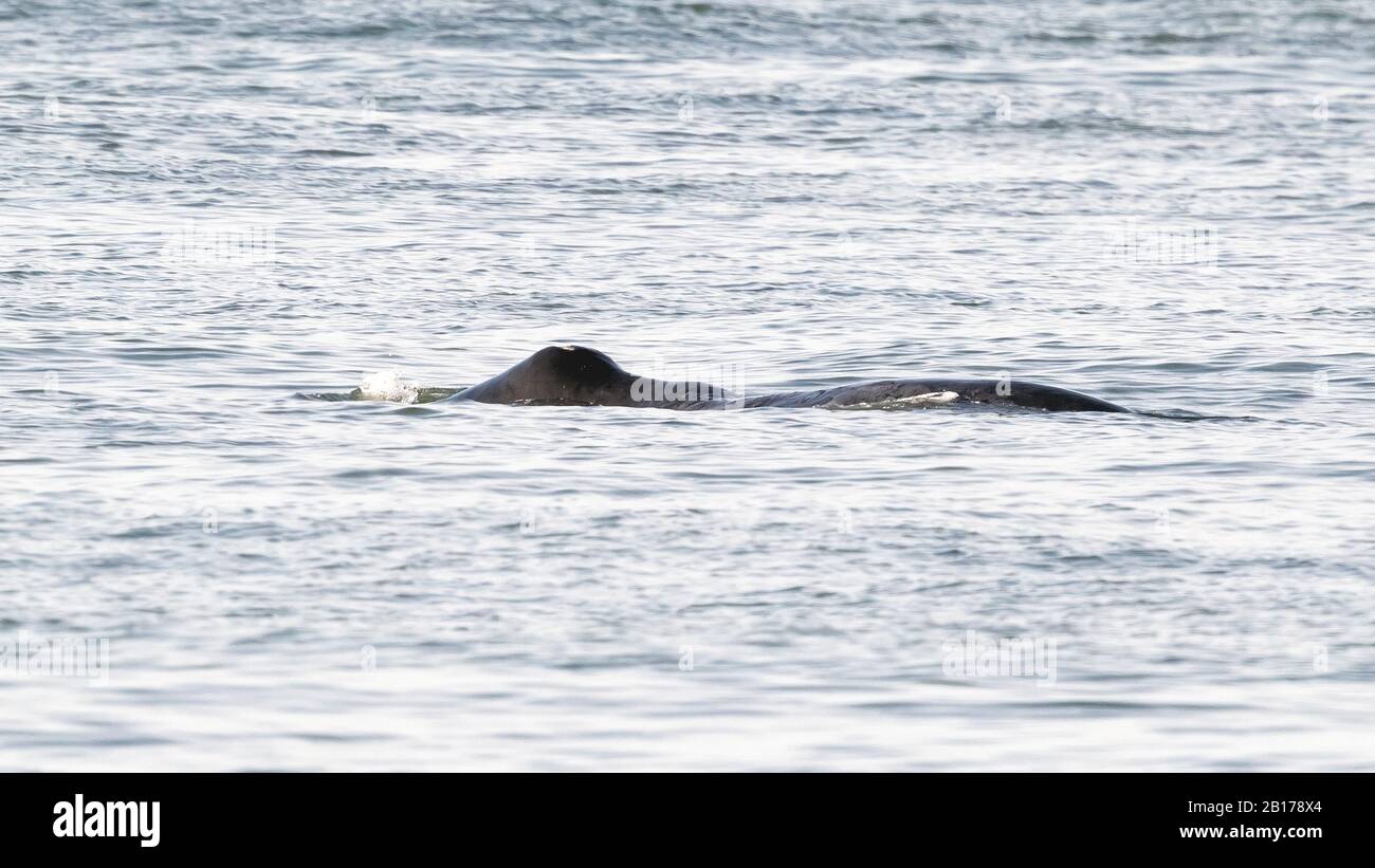 Bowhead Wal, Grönland Right Wal, Arctic Right Wal (Balaena Mysticetus), entlang des Middelkerke-Ufers, Belgien Stockfoto