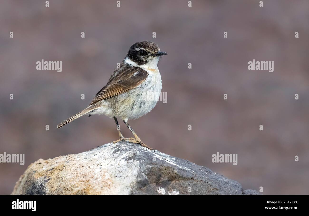 Kanarische Inseln chatten (Saxicola dacotiae), männlich auf einem Felsen, Kanarische Inseln, Fuerteventura Stockfoto