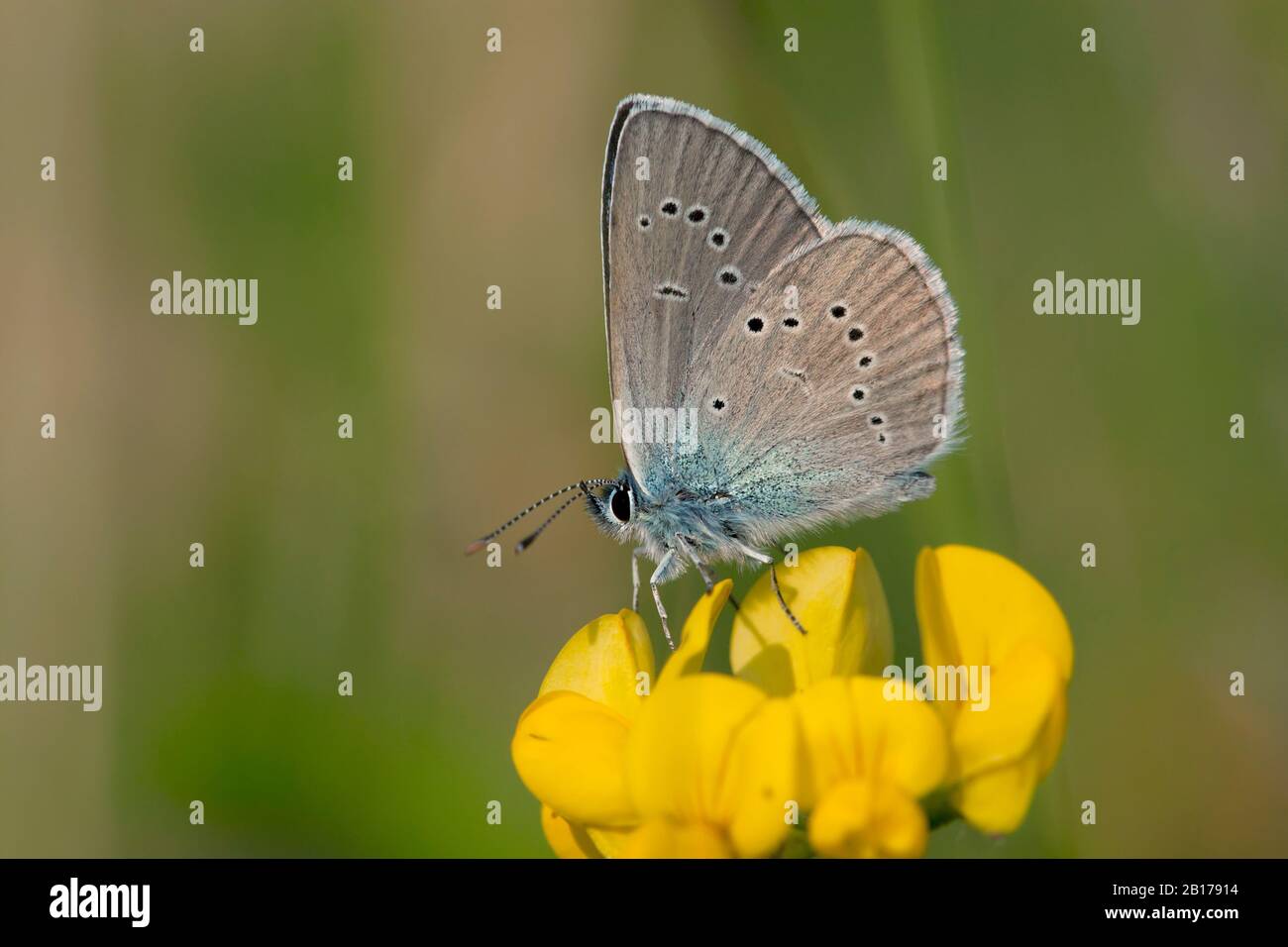 Mazarinblau (Polyommatus semiargus, Cyaniris semiargus), auf Vogelfußtrefoils, Deutschland, Nordrhein-Westfalen, Eifel Stockfoto