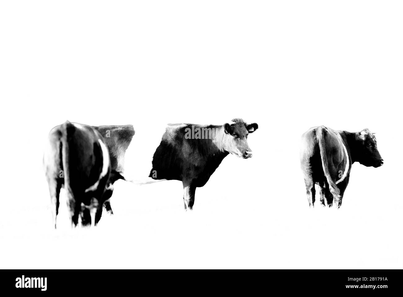 Hausrinder (Bos primigenius f. Taurus), Niederländisch Belted, Lakenvelder, Cutout, Niederlande, Frisia, Ooststellingwerf Stockfoto