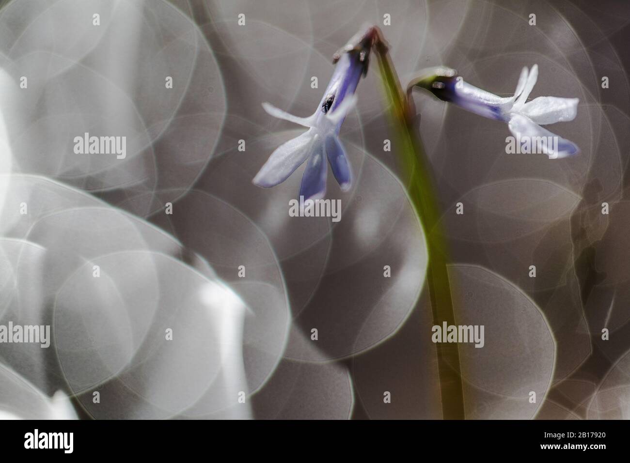 Wasserlobelia (Lobelia dortmanna), Blüte, Lichtreflexionen, Niederlande, Drenthe, Dwingelderveld-Koelevaartsveen Stockfoto