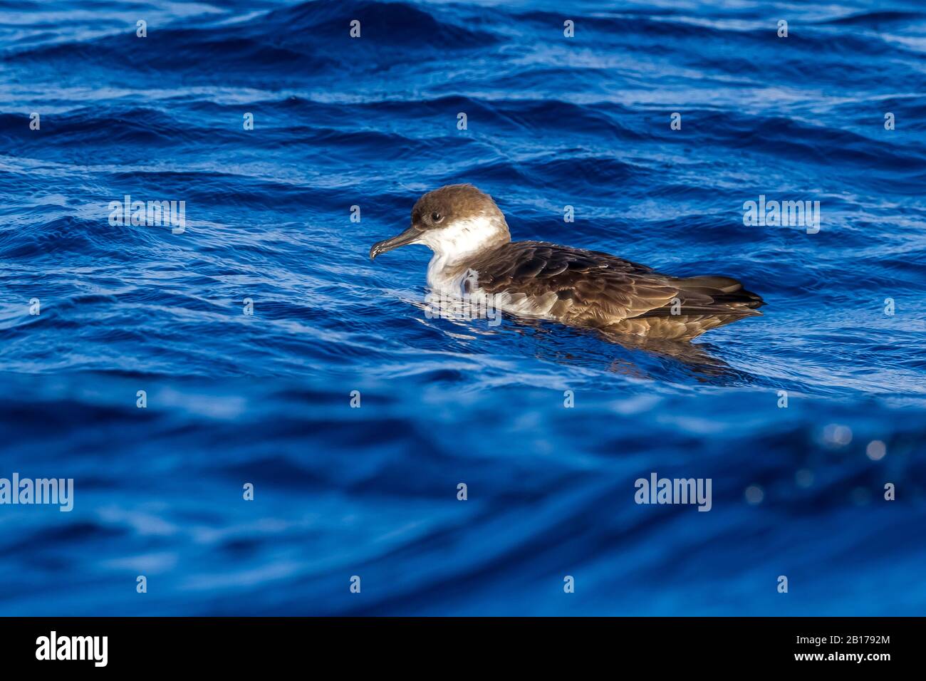 Größere Schar (Ardenna gravis, Puffinus gravis), Schwimmen auf dem Meer, Azoren Stockfoto