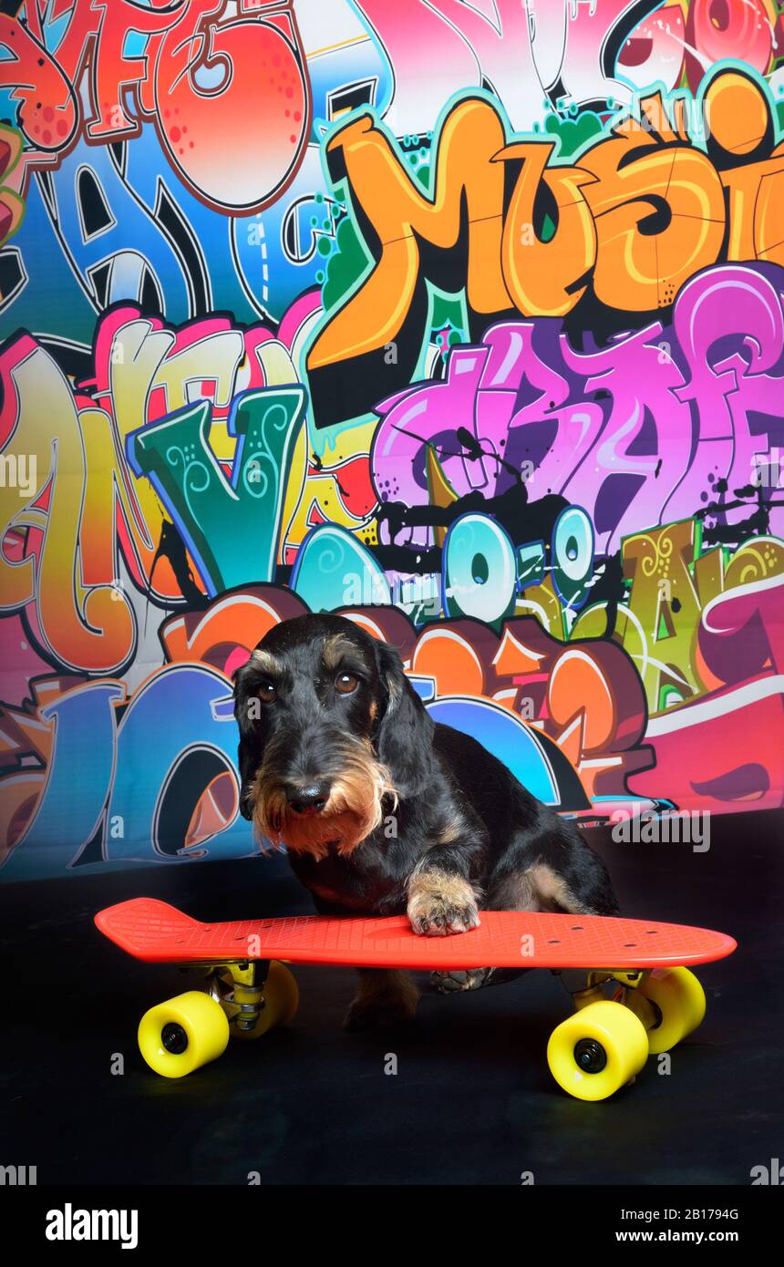 Drahthaariger Dachshund, Drahthaariger Wursthund, Haushund (Canis lupus f. familiaris), kühler männlicher Drahthaariger Dachshund mit Skateboard vor einer Graffitiwand, Vorderansicht Stockfoto