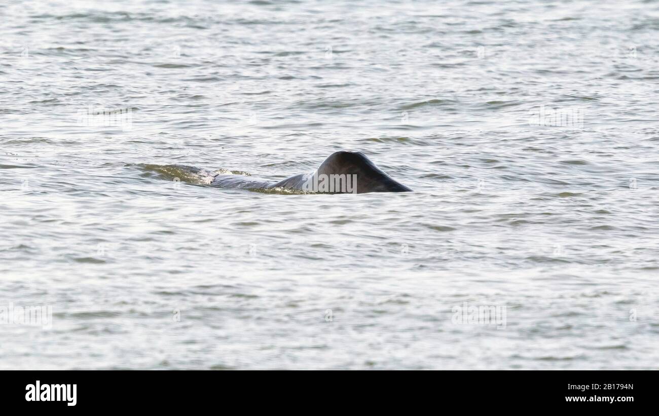 Bowhead Wal, Grönland Right Wal, Arctic Right Wal (Balaena Mysticetus), entlang des Middelkerke-Ufers, Belgien Stockfoto
